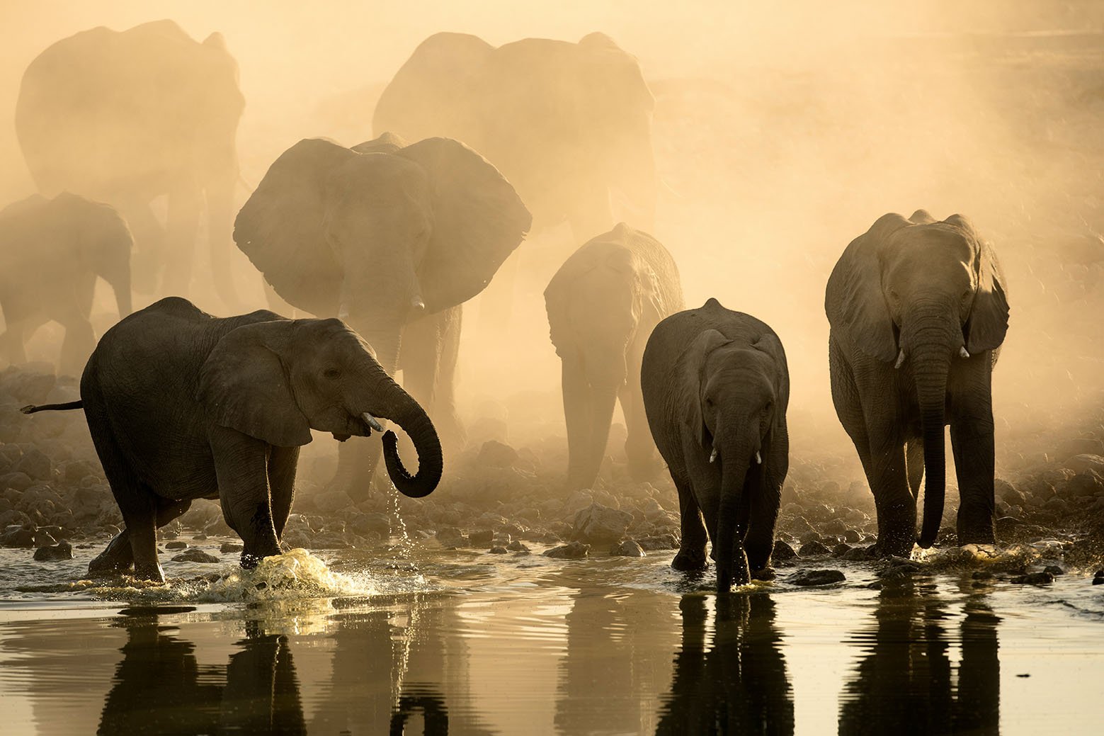 Elephant-herd-Botswana