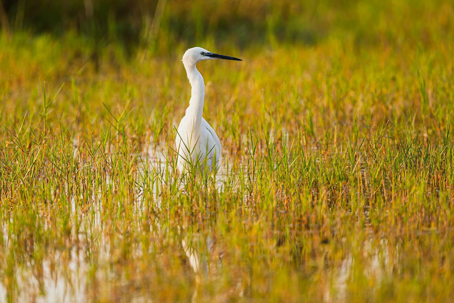 Stork-Moremi-Game-Reserve-Botswana