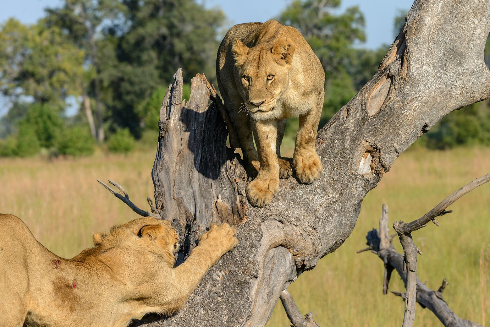 lions-okavango-botswana