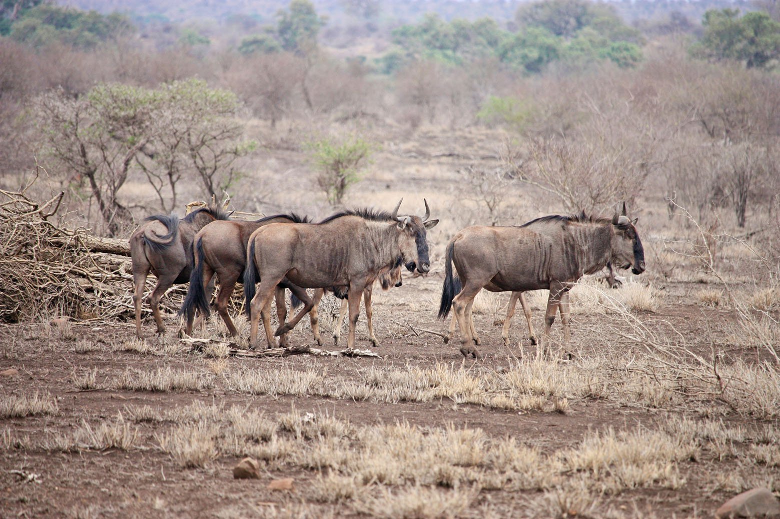 wildebeast-okavango-botswana