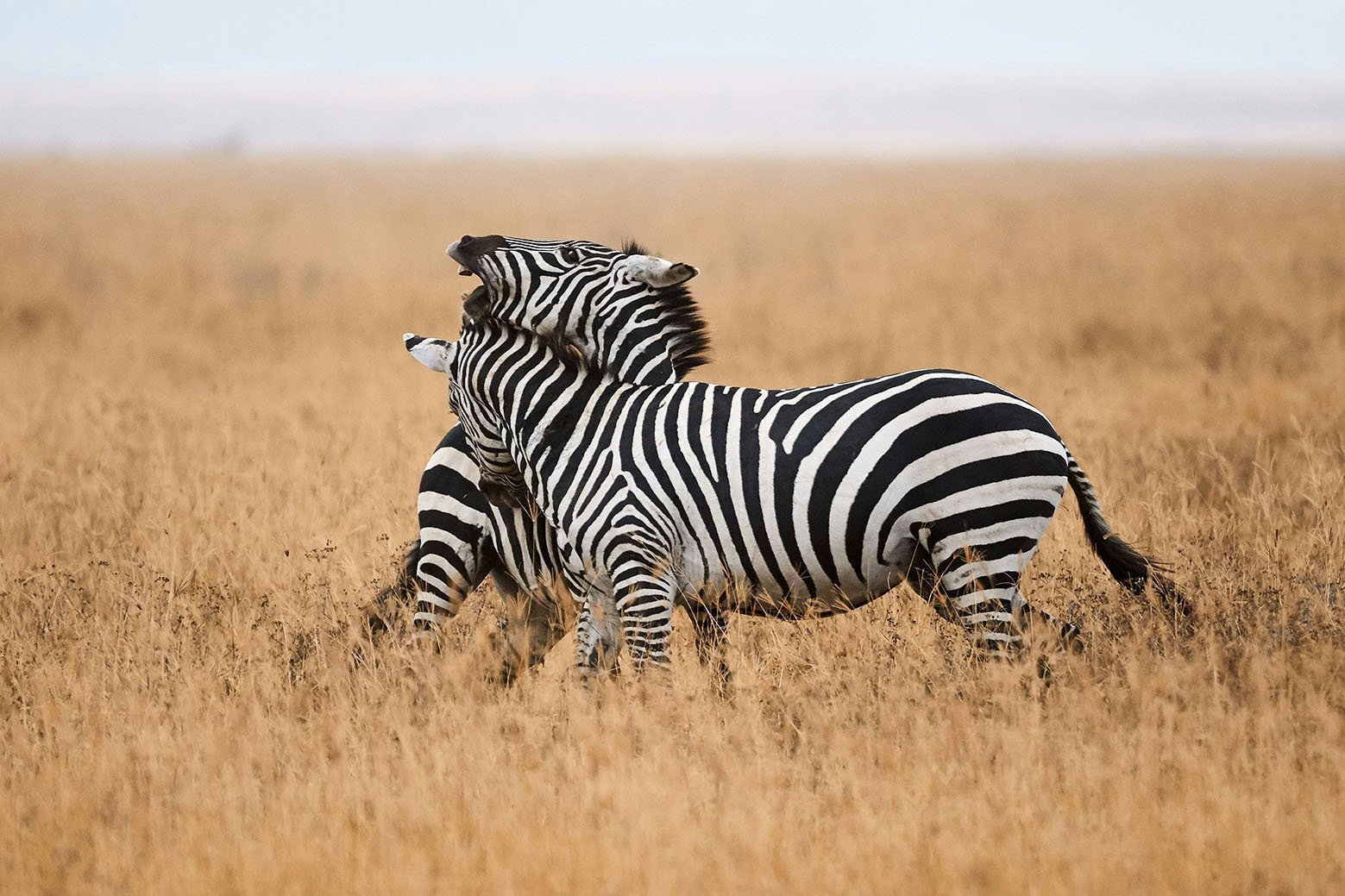 zebras-botswana